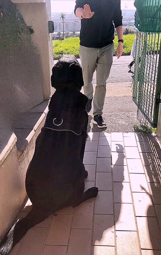 Dog training Cape Town - FashionistDogWhisperer 